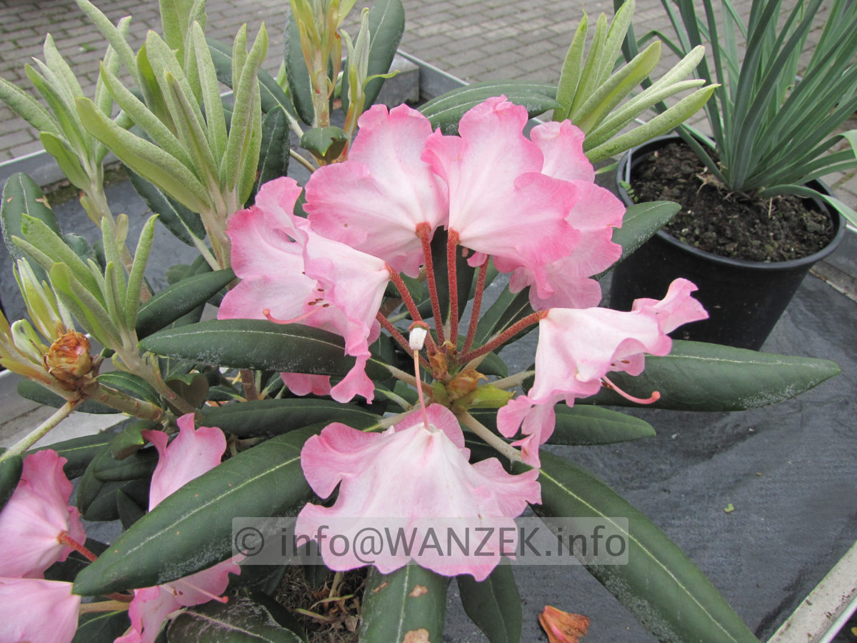 Rhododendron yakushimanum Emanuela.JPG